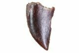 Bargain, Serrated Raptor Tooth - Morocco #72647-1